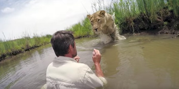 Il secourt 2 lionnes, 7 ans après il les rencontre dans la nature: la réaction inattendue des félins