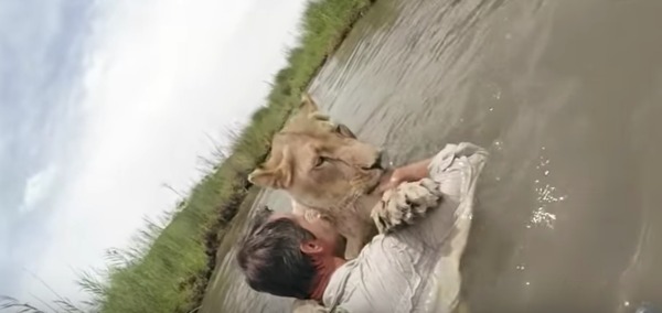 Il secourt 2 lionnes, 7 ans après il les rencontre dans la nature: la réaction inattendue des félins