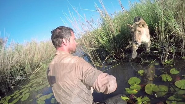 Il secourt 2 lionnes, 7 ans après il les rencontre dans la nature: la réaction inattendue des félins