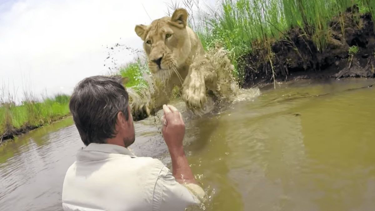 Il secourt 2 lionnes, 7 ans après il les rencontre dans la nature: la réaction inattendue des félins