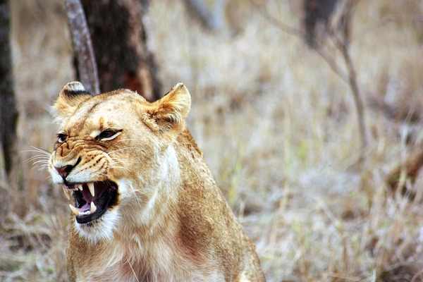 Il secourt 2 lionnes, 7 ans après il les rencontre dans la nature: la réaction inattendue des félins