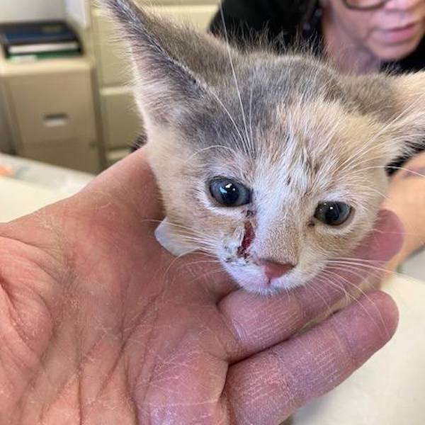 Il trouve 2 chatons dans son jardin, sa réaction va changer radicalement leur vie