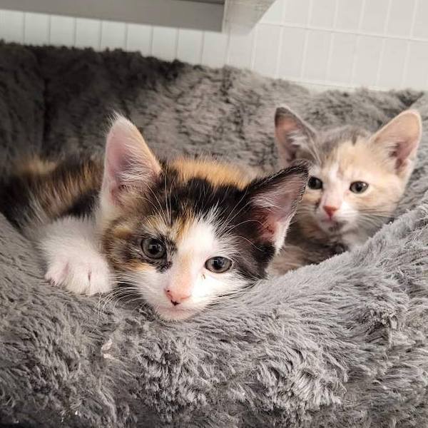 Il trouve 2 chatons dans son jardin, sa réaction va changer radicalement leur vie