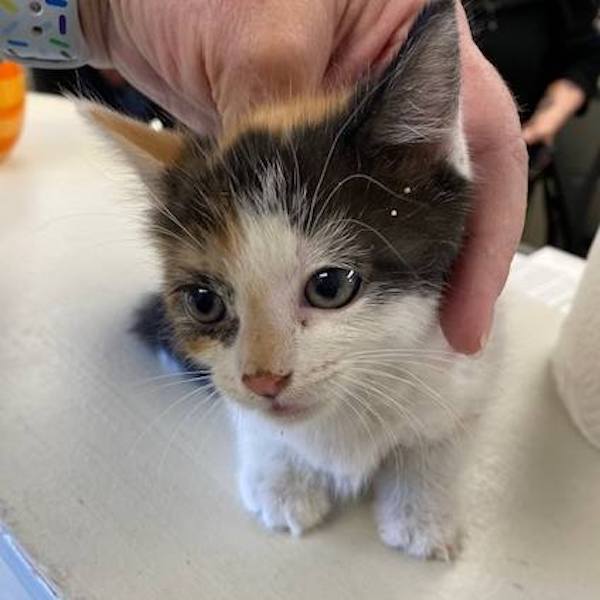 Il trouve 2 chatons dans son jardin, sa réaction va changer radicalement leur vie