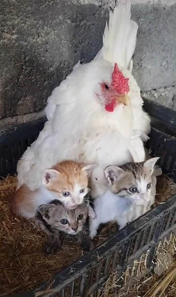 Il trouve sa poule en train de couver et découvre l’impensable sous ses ailes