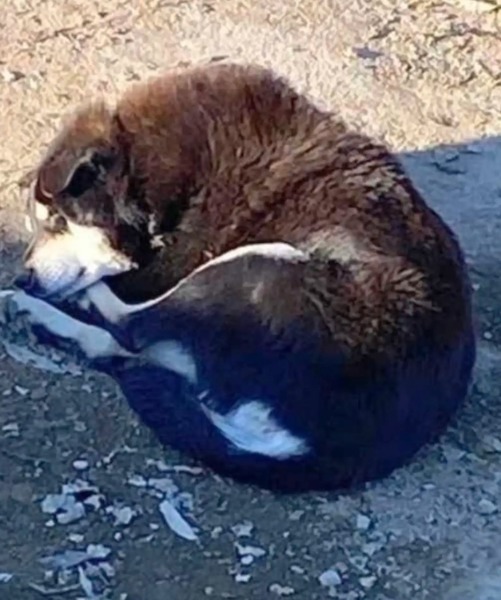 Il voit un animal mort quand il promène avec ses chiens, l'incroyable se produit quelques secondes plus tard