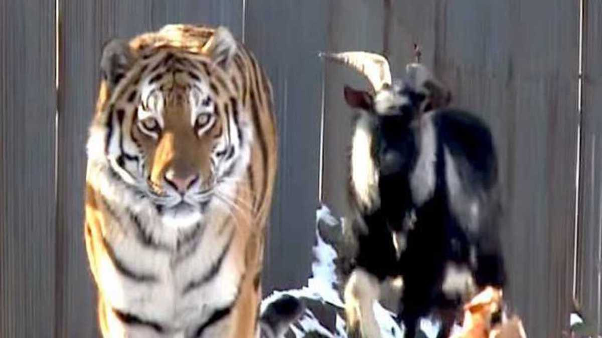 Ils donnent une chèvre vivante à un tigre en guise de nourriture, l’inimaginable se produit