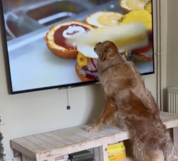 Ils regardent un documentaire sur les hamburgers, leur chien a une réaction inimaginable