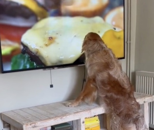 Ils regardent un documentaire sur les hamburgers, leur chien a une réaction inimaginable