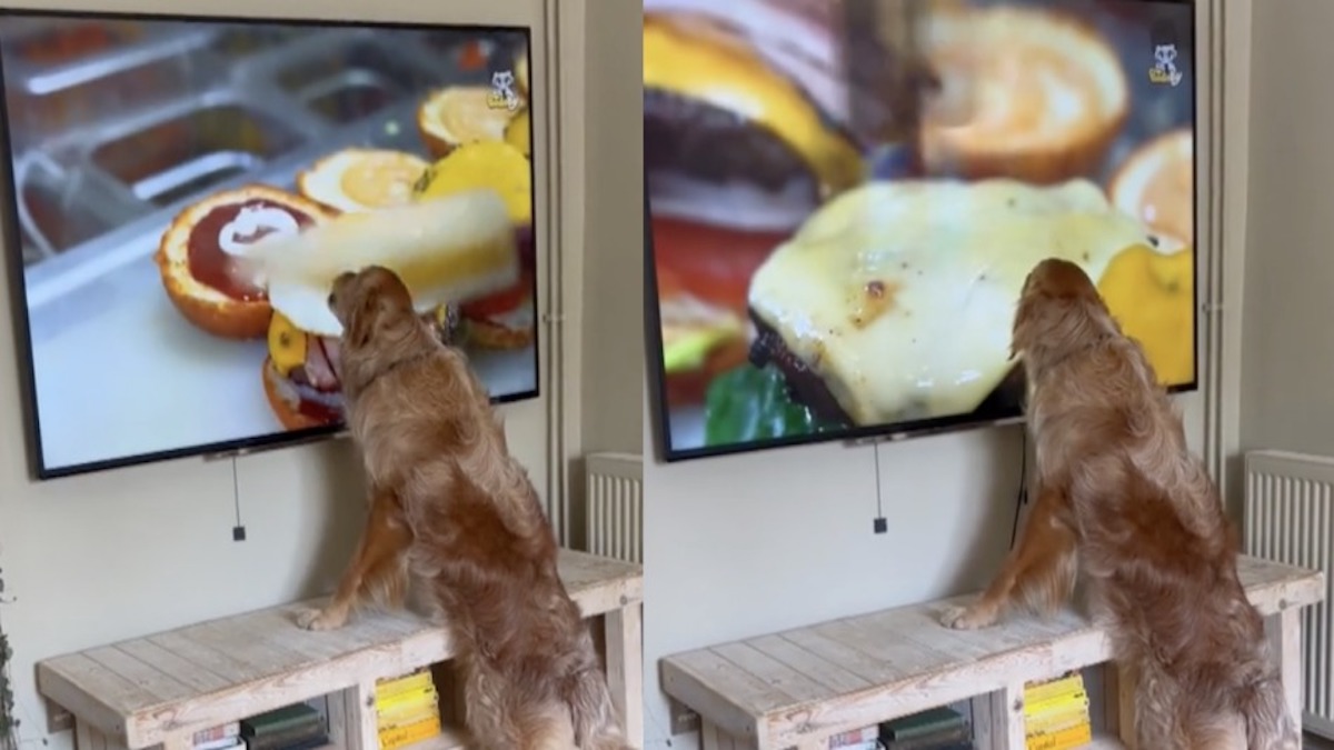 Ils regardent un documentaire sur les hamburgers, leur chien a une réaction inimaginable