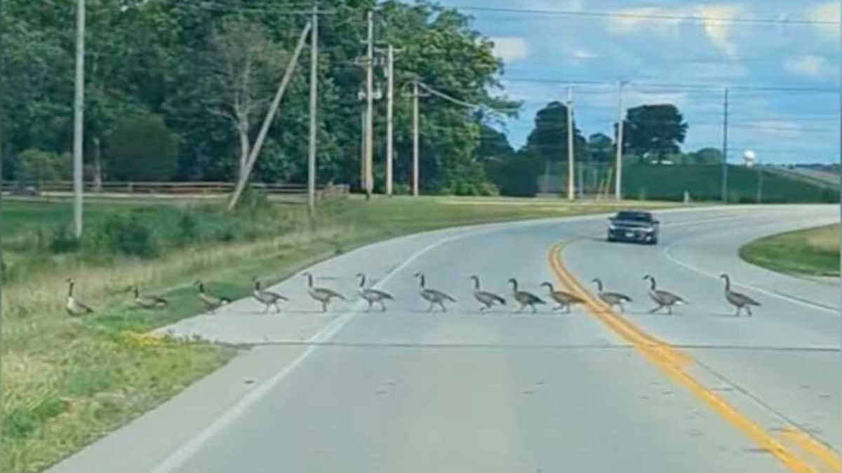 Ils s’arrêtent pour laisser des oies traverser la route, puis ils regardent à gauche et restent sans voix