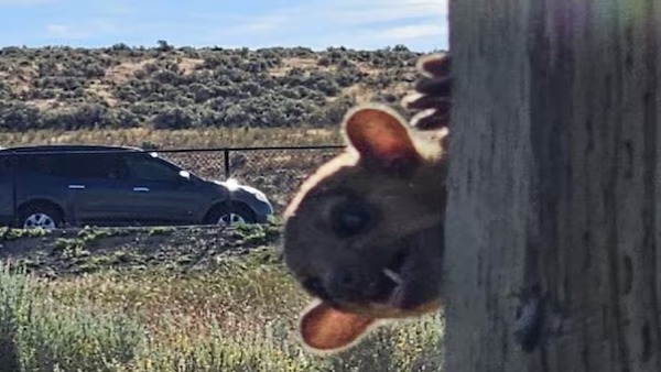 Ils trouvent un étrange animal au bord d’une route et sont sidérés quand on leur dit ce que c’est