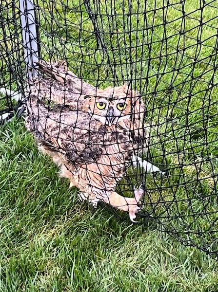 Ils trouvent un hibou Grand-duc d’Europe en détresse dans leur jardin, un héros débarque