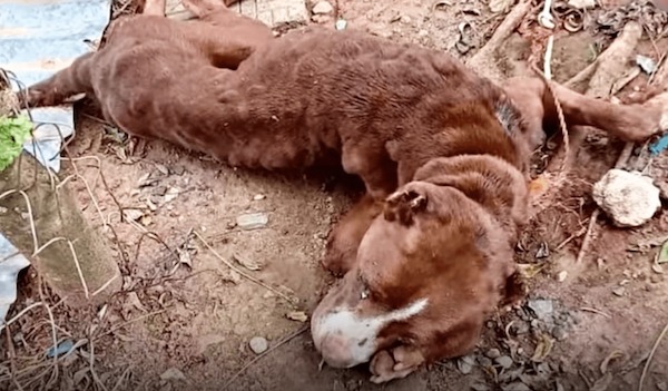 Ils viennent au secours d’une chienne maltraitée au seuil de la mort, tout ce qu’elle veut c’est de l’amour