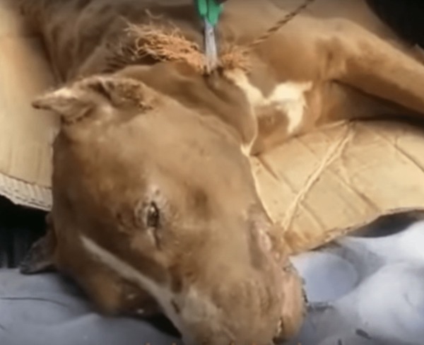 Ils viennent au secours d’une chienne maltraitée au seuil de la mort, tout ce qu’elle veut c’est de l’amour