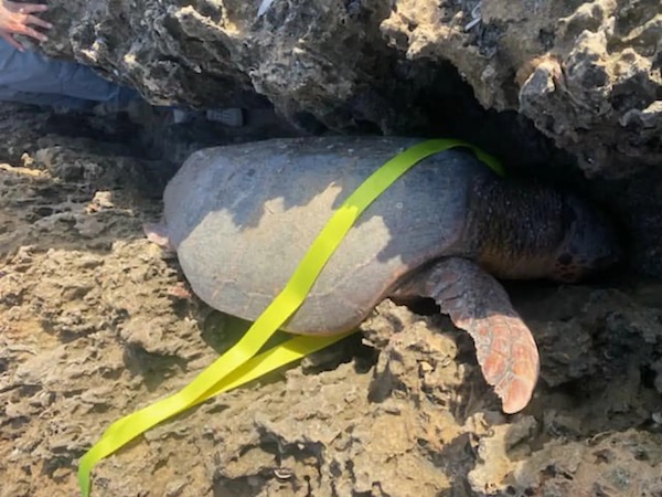 Ils voient une chose inhabituelle sur le rivage et découvrent une tortue géante piégée dans les rochers