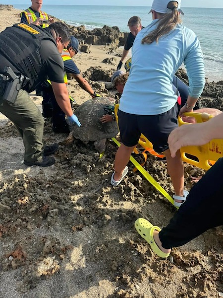 Ils voient une chose inhabituelle sur le rivage et découvrent une tortue géante piégée dans les rochers