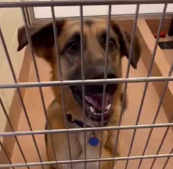 Ils vont au refuge pour adopter un chien, puis ils découvrent qu’il a un ami inséparable