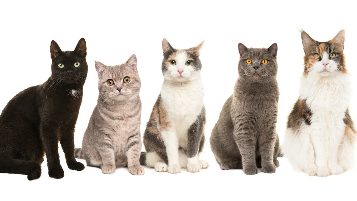 Je suis vétérinaire et ce sont les 4 races de chats que je n'accepterais jamais chez moi