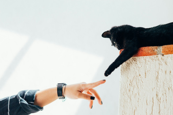 La liste des aliments à ne surtout jamais donner à votre chat, ils sont dangereux pour leur santé