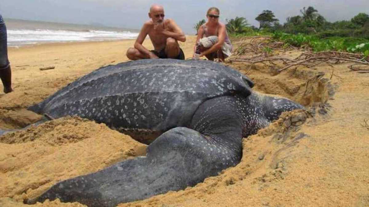 La plus grande tortue au monde sort de la mer, vous n'allez pas en croire vos yeux