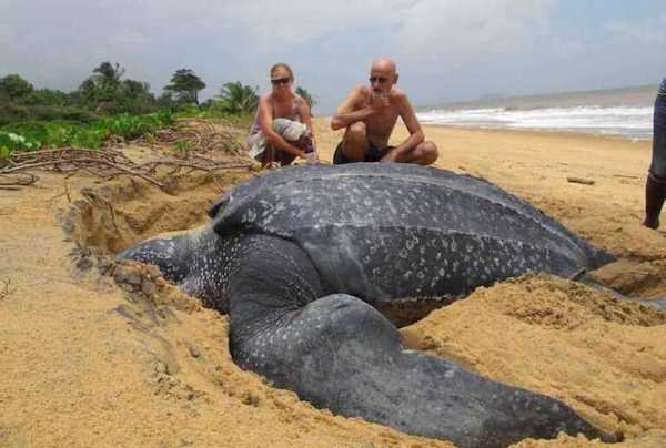 La plus grande tortue au monde sort de la mer, vous n'allez pas en croire vos yeux