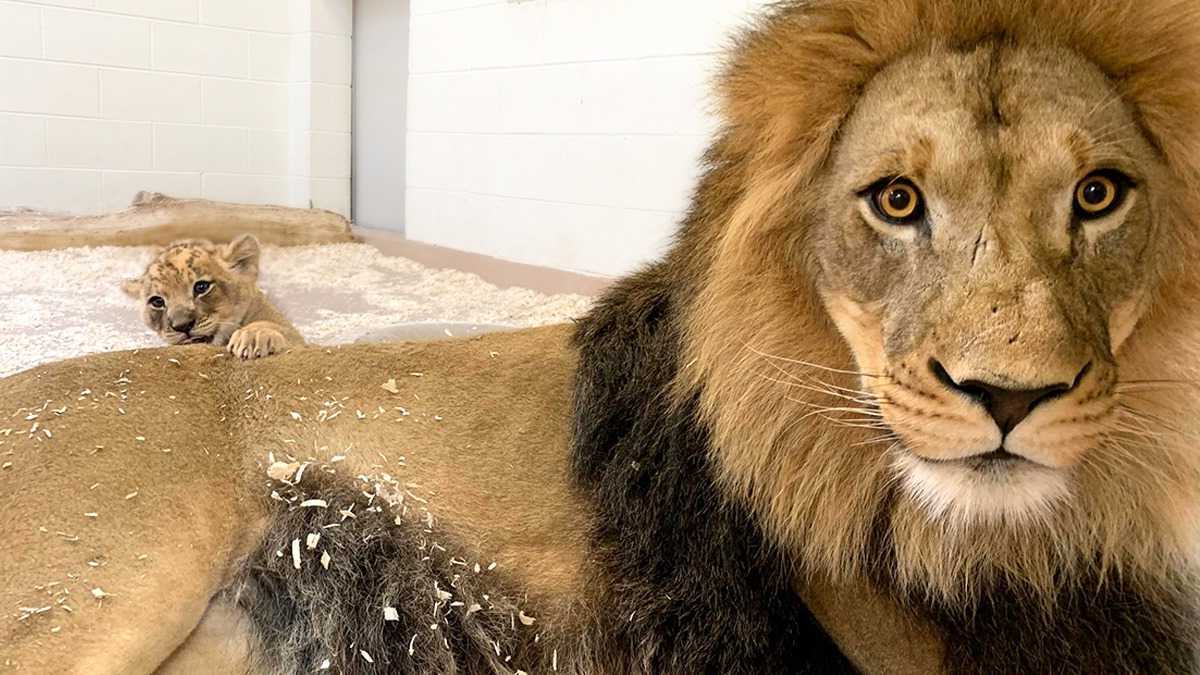 La réaction de ce lion en voyant son fils pour la première fois, une scène émouvante