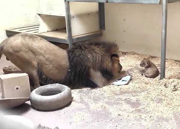 La réaction de ce lion en voyant son fils pour la première fois, une scène émouvante