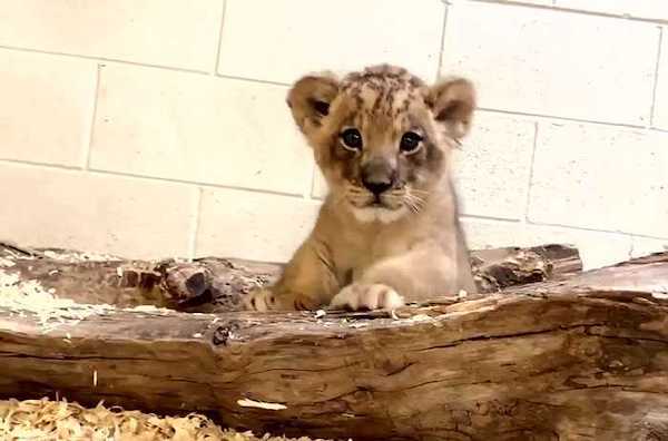 La réaction de ce lion en voyant son fils pour la première fois, une scène émouvante