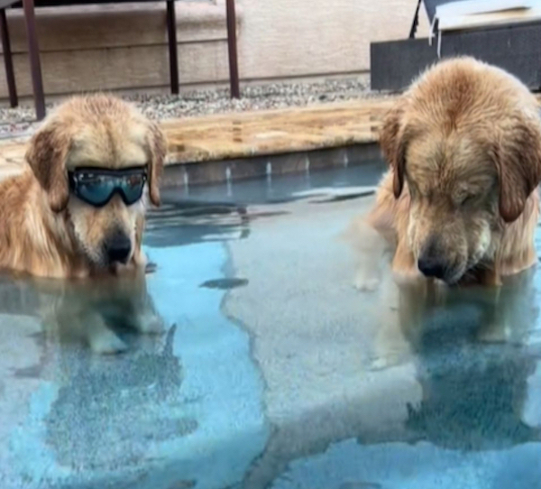 La réaction de ces 2 chiens pour récupérer leur balle au fond de la piscine est hilarante