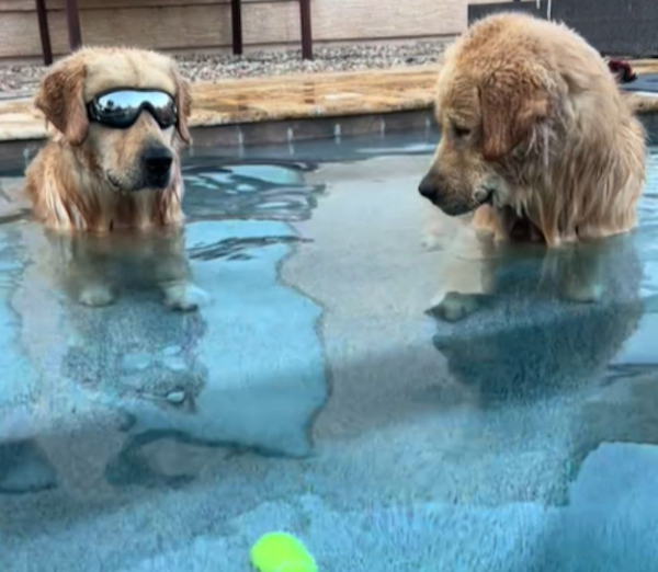 La réaction de ces 2 chiens pour récupérer leur balle au fond de la piscine est hilarante