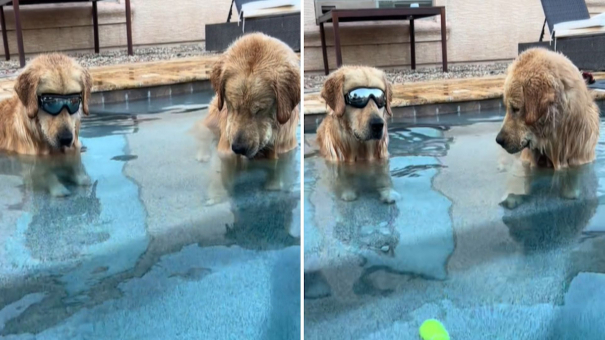 La réaction de ces 2 chiens pour récupérer leur balle au fond de la piscine est hilarante