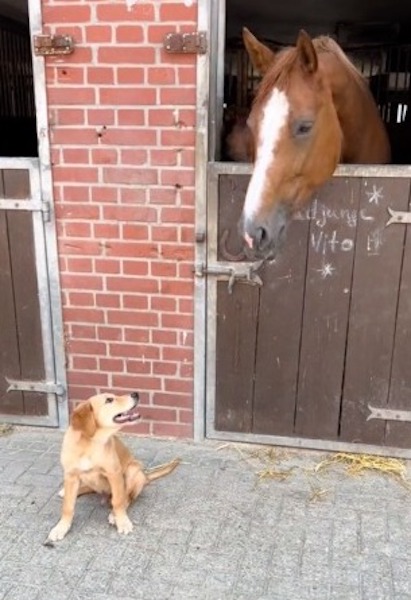 La réaction surprenante de ce chien après avoir embrassé son ami cheval, une scène hilarante