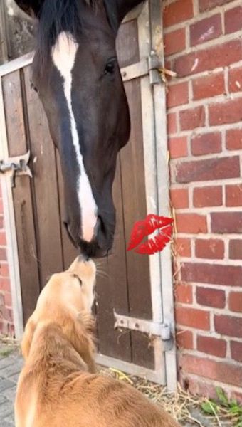 La réaction surprenante de ce chien après avoir embrassé son ami cheval, une scène hilarante