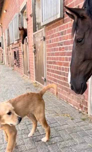 La réaction surprenante de ce chien après avoir embrassé son ami cheval, une scène hilarante