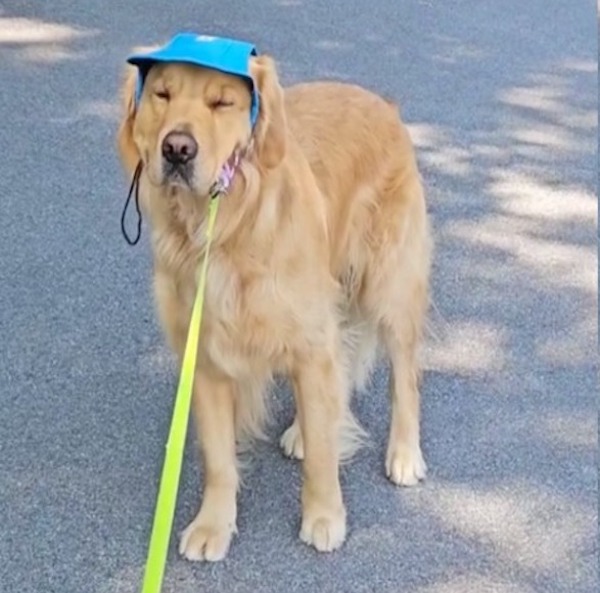 L’attitude hilarante de ce chien lorsque son maître veut le promener durant les grandes chaleurs