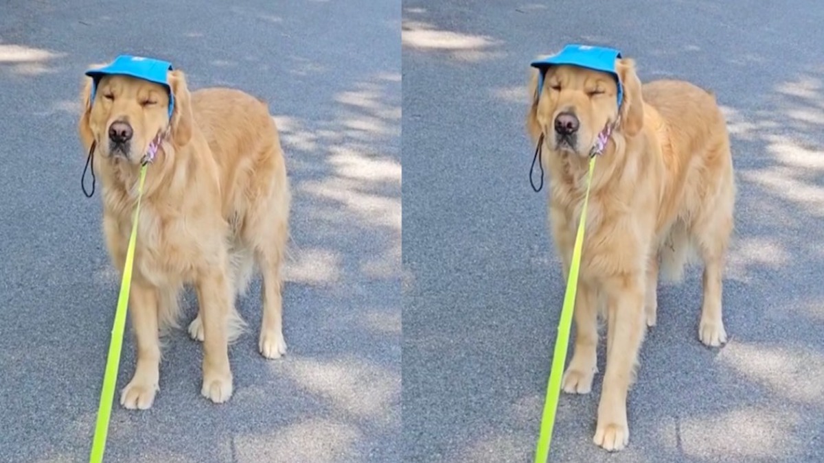 L’attitude hilarante de ce chien lorsque son maître veut le promener durant les grandes chaleurs