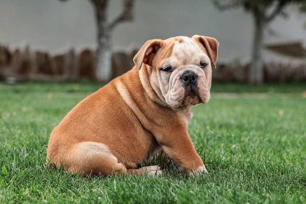 Le calvaire des chiens brachycéphales qui sont toujours malades, voici comment les soigner