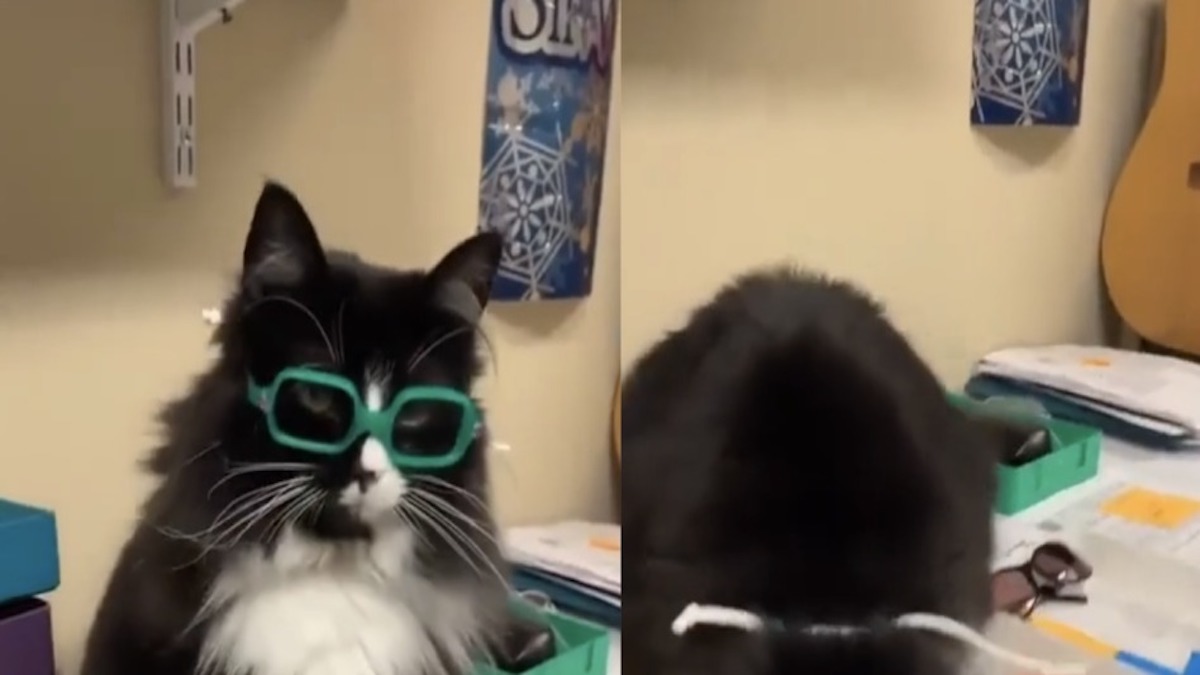 Le chat de cet ophtalmologiste calme les enfants dans le cabinet médical, son attitude adorable