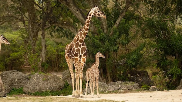 Les 2 théories des scientifiques pour expliquer pourquoi les girafes ont un cou aussi long