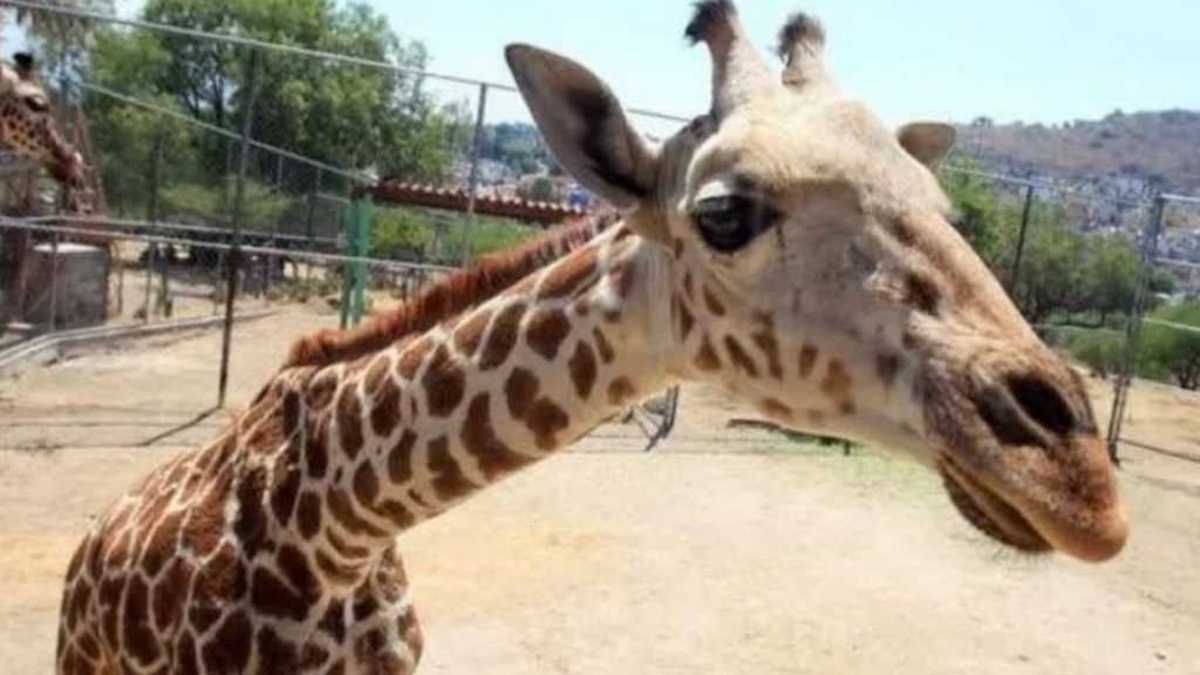 Les 2 théories des scientifiques pour expliquer pourquoi les girafes ont un cou aussi long