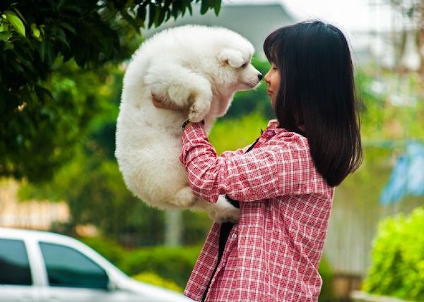 Les 5 races de chiens les plus faciles à éduquer et à vivre, selon les experts