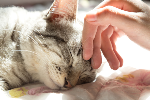 Les bienfaits des ronronnements des chats pour la santé de leurs propriétaires