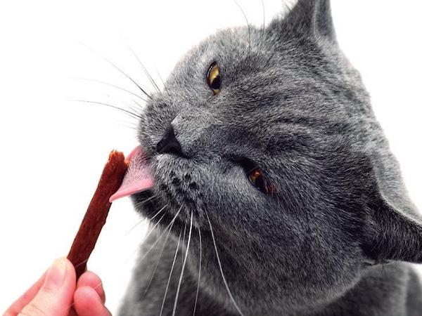 Les meilleures friandises à donner à votre chat et préserver sa santé