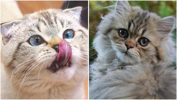 Les meilleures races de chats à avoir chez soi si vous avez des enfants, selon des vétérinaires