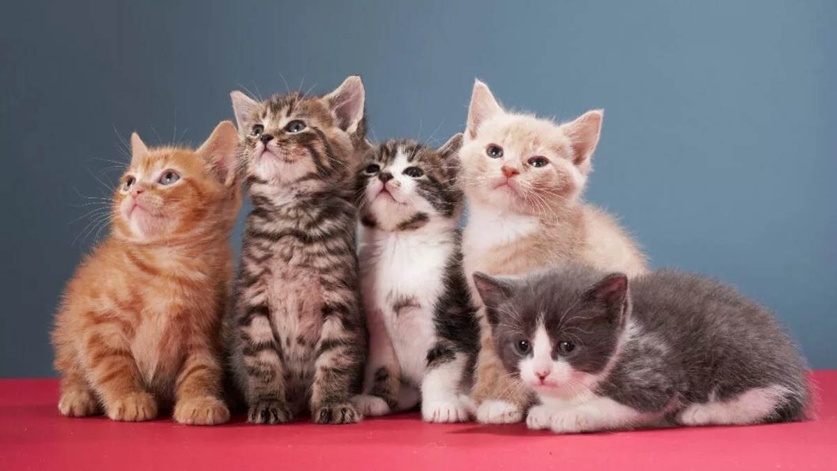 Les meilleures races de chats à avoir chez soi si vous avez des enfants, selon des vétérinaires