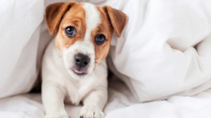 Les raisons pour lesquelles les chiens grattent leur lit avant de se coucher selon un expert canin