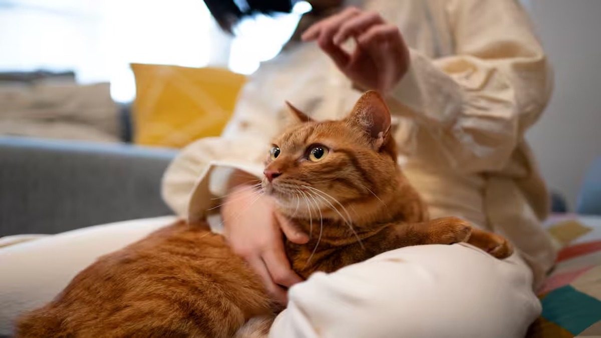 Les signes qui révèlent qu’un chat est dépendant de son maître