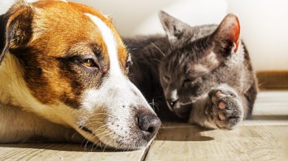 Les symptômes qui révèlent que votre chien ou votre chat souffre d’un coup de chaleur et comment réagir