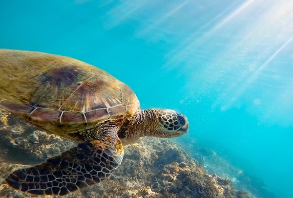 L’espérance de vie des tortues : voici combien de temps elles vivent selon leur espèce